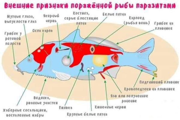 Паразиты пресноводных рыб: Важная информация для рыбаков