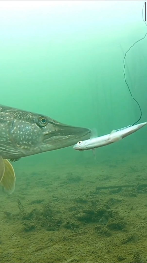 Щука интересуется живцом! Подводная съёмка! #fishing#рыбалка#зимняяловлярыбы (720p)