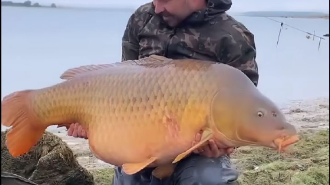 Monster Carp