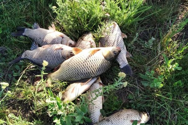 Ночная Романтика и Дневной Азарт: Платная Рыбалка на Озере Ханска