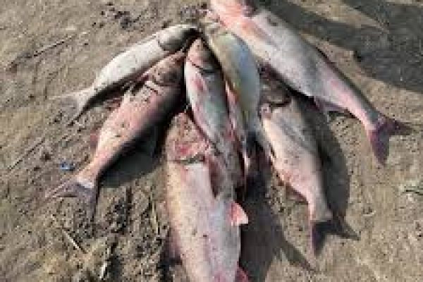 Платная рыбалка на озере Екимоуцы: уединение и качественный улов в Резинском районе....
