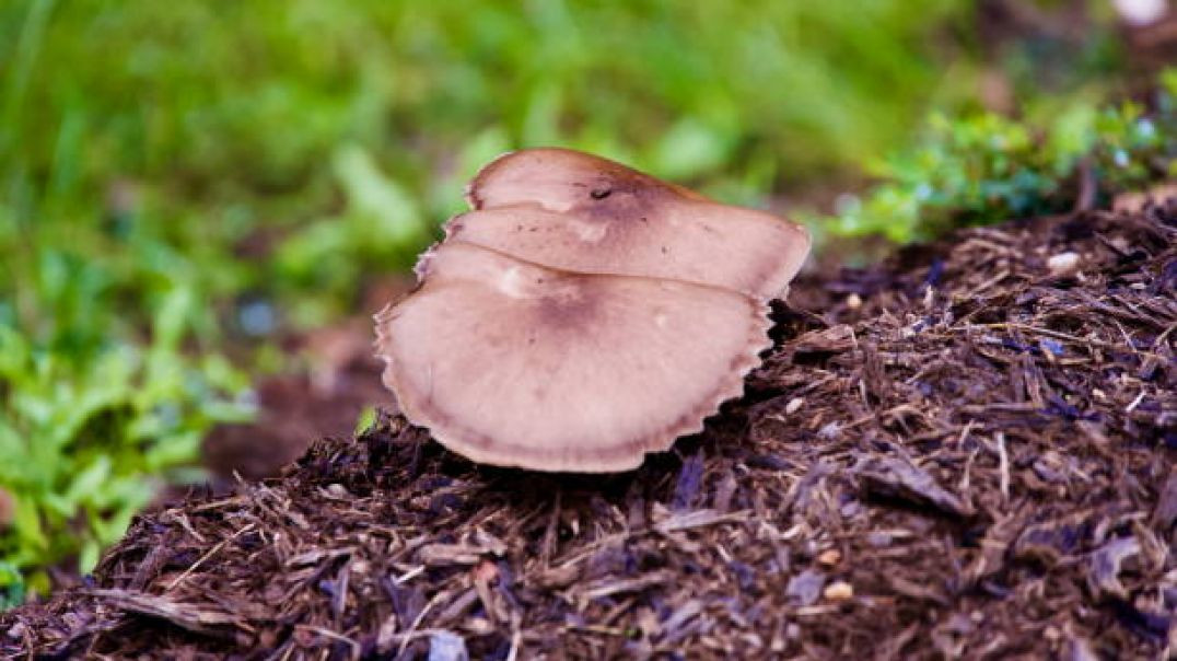 Medicinal Mushroom Extract Market